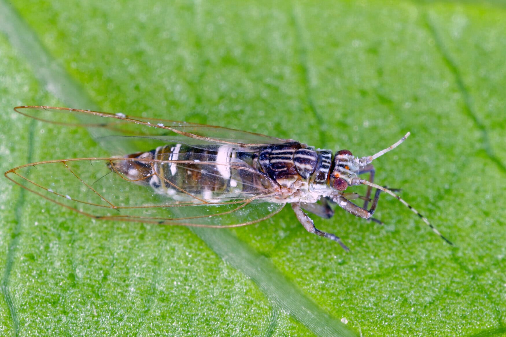 Tomato or potato psyllid (Bactericera cockerelli). Quarantine in EPPO region insect, pest of tomatoes, potatoes and other Solanaceae.