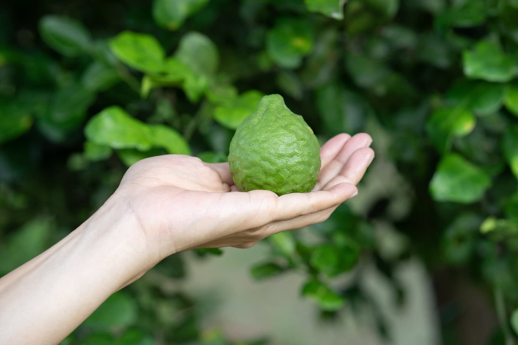 Woman hand holding bergamot on tree, close up