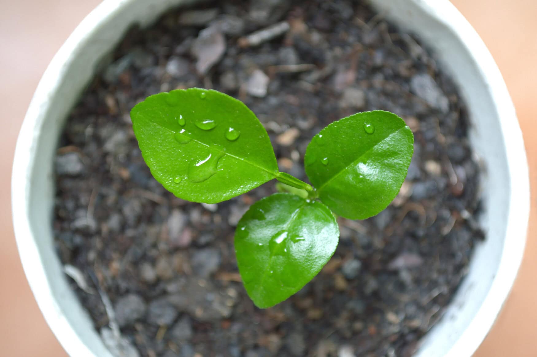 Young kaffir lime plant in recycled paper cup, Central of Thailand