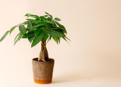 How to grow and care for a Money Tree