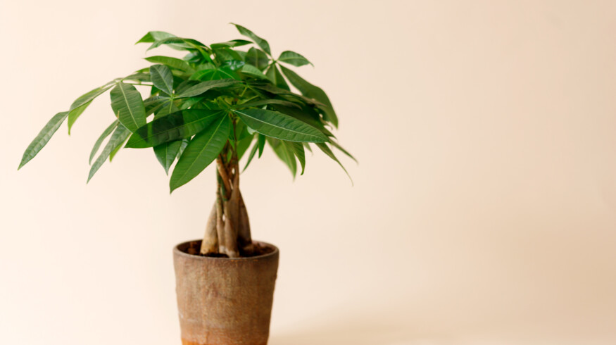 How to grow and care for a Money Tree