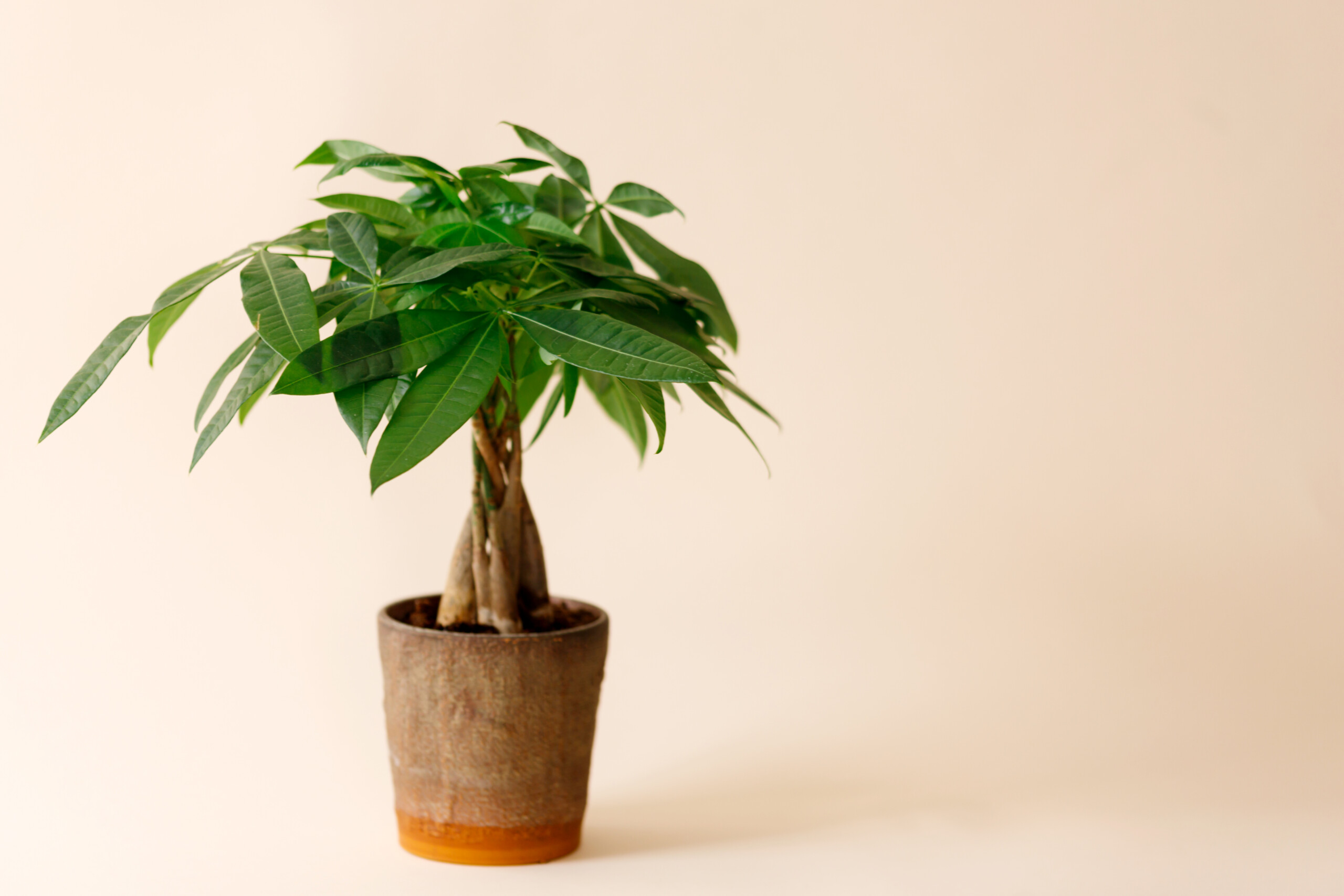 How to grow and care for a Money Tree