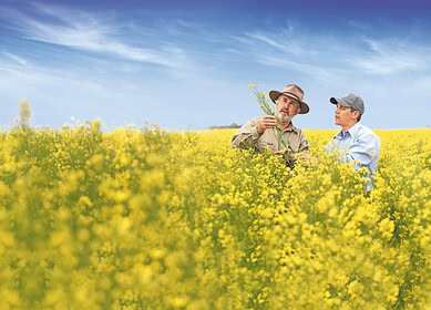 Biofuel push drives Bayer and Neste winter canola partnership