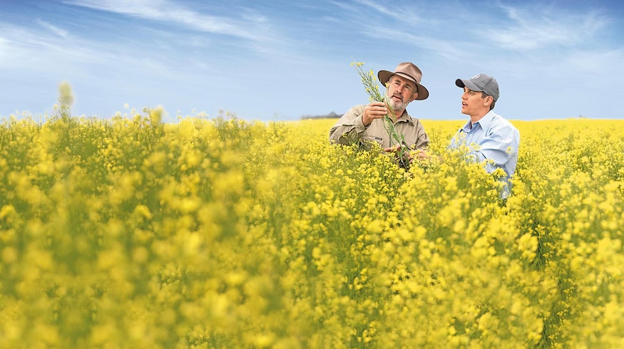 Biofuel push drives Bayer and Neste winter canola partnership