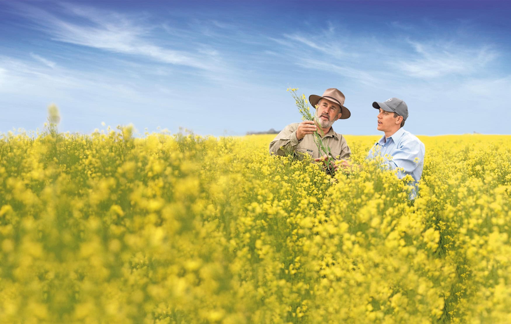 Biofuel push drives Bayer and Neste winter canola partnership