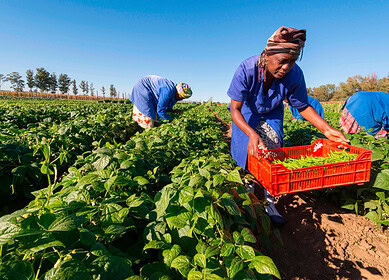 Bayer partners with Pula Foundation to insure 10 million smallholder farmers in South Asia and Africa