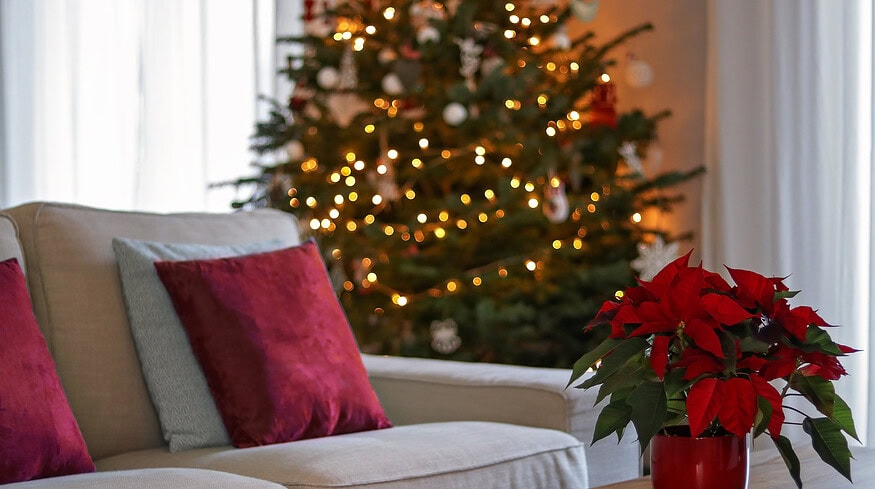 How to grow Poinsettia: Tips for the Christmas Star