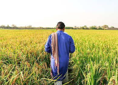 Fauji Fertilizer Company will provide crop protection insurance for farmers in Pakistan