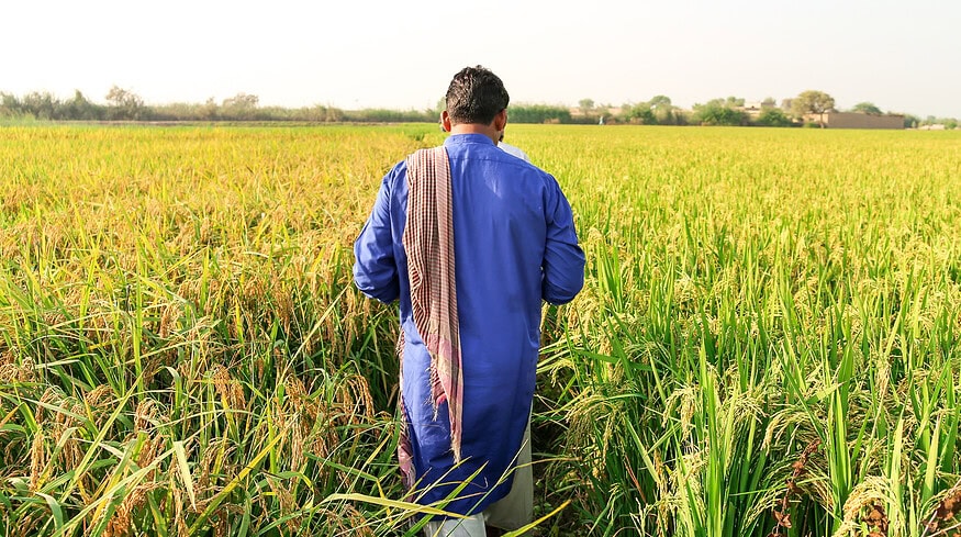 Fauji Fertilizer Company will provide crop protection insurance for farmers in Pakistan
