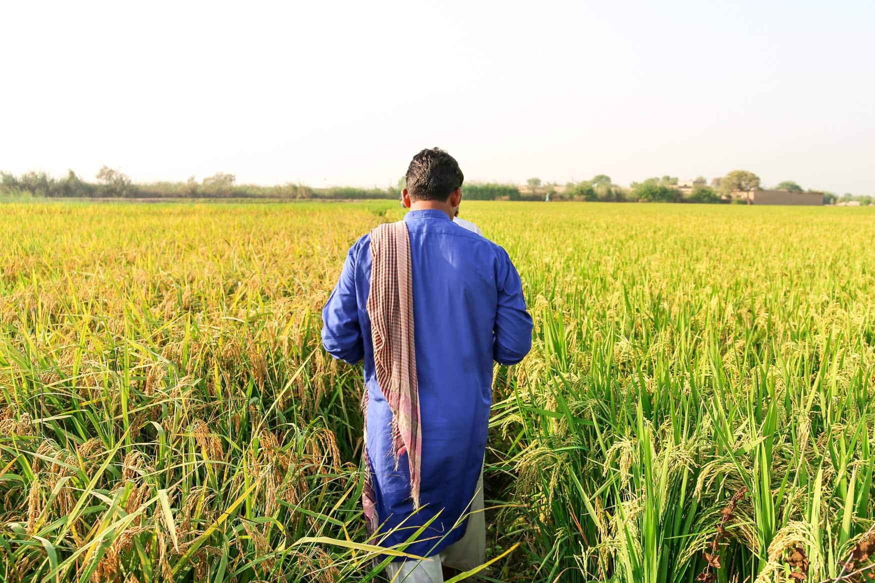 Fauji Fertilizer Company will provide crop protection insurance for farmers in Pakistan