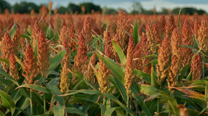 Innovations in grain sorghum: lower fertilizer use, better weed control