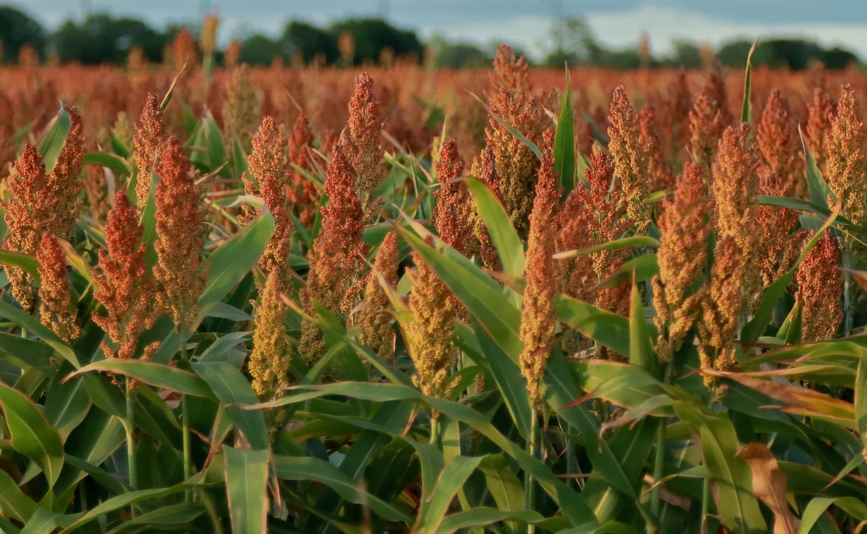 Innovations in grain sorghum: lower fertilizer use, better weed control