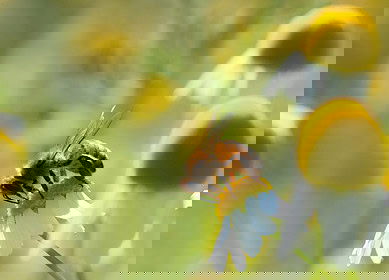 UK government bans emergency use of neonicotinoid pesticides