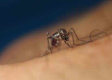 Oxitec and CSIRO launch joint venture to combat invasive pests in Australia