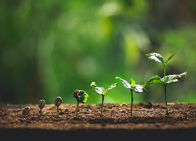 Pakistani microfinance banks forge strategic partners to enhance agricultural support services