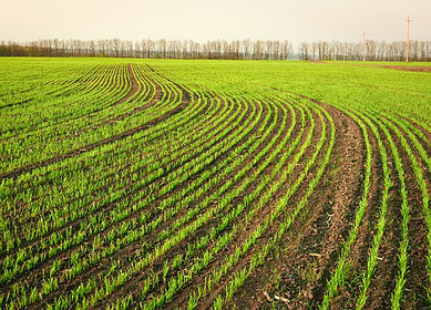 Mixed cover crops could be the future of sustainable farming