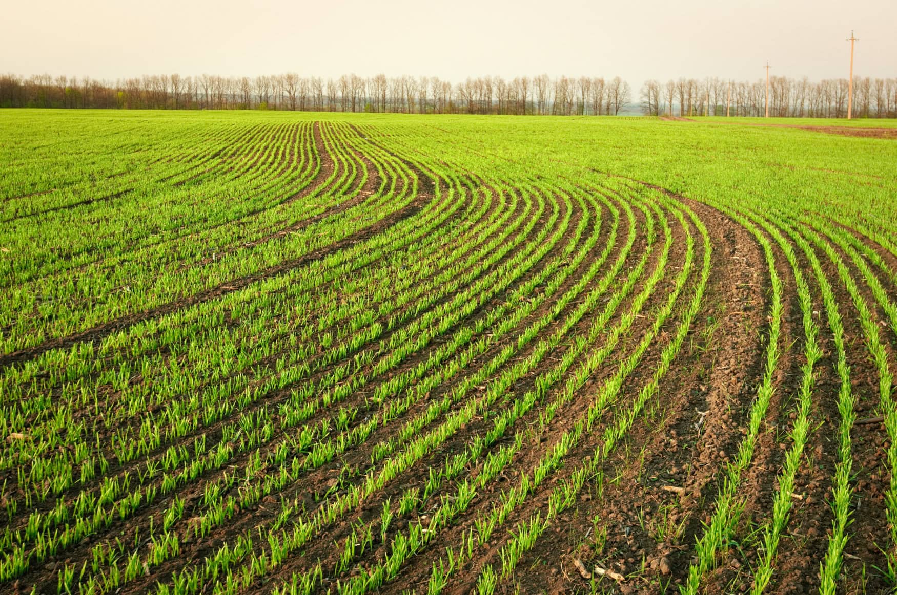 Mixed cover crops could be the future of sustainable farming
