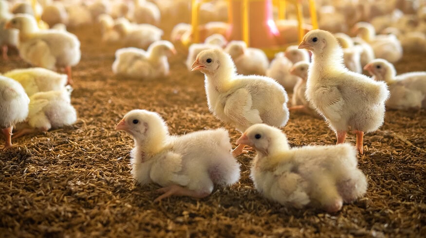 Chicken litter as fertilizer: the benefits and application considerations