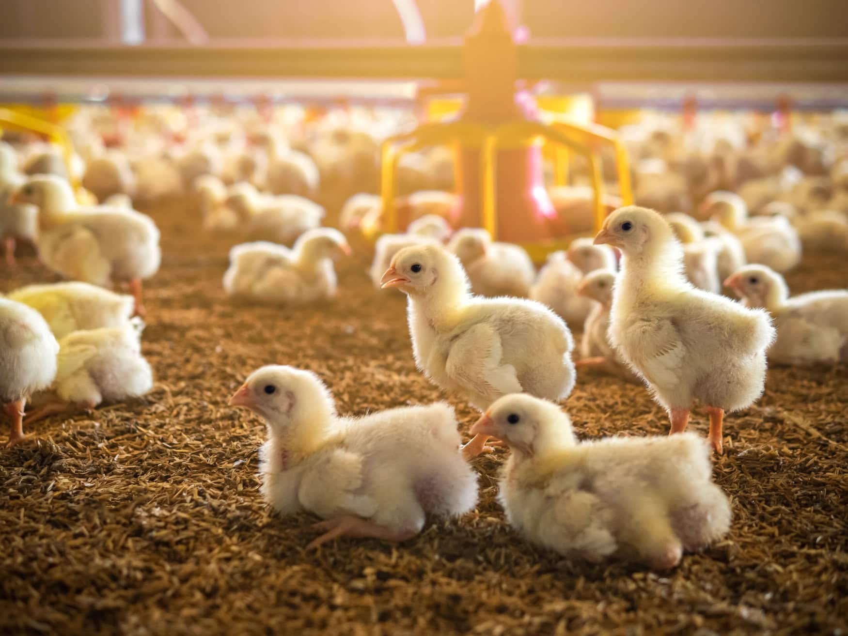 Chicken litter as fertilizer: the benefits and application considerations