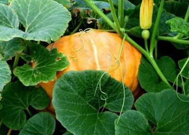 How to care for pumpkins in the open ground