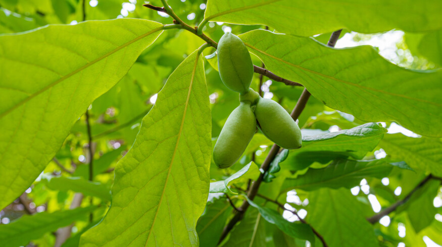 Researchers urge management of pawpaw tree growth to balance biodiversity in North America