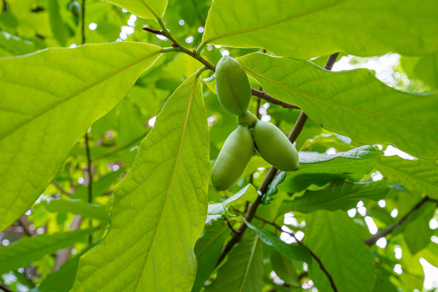 Researchers urge management of pawpaw tree growth to balance biodiversity in North America