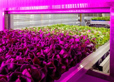 80 Acres Farms raised $115 million for growth and acquired Israeli biotech startup Plantae Biosciences