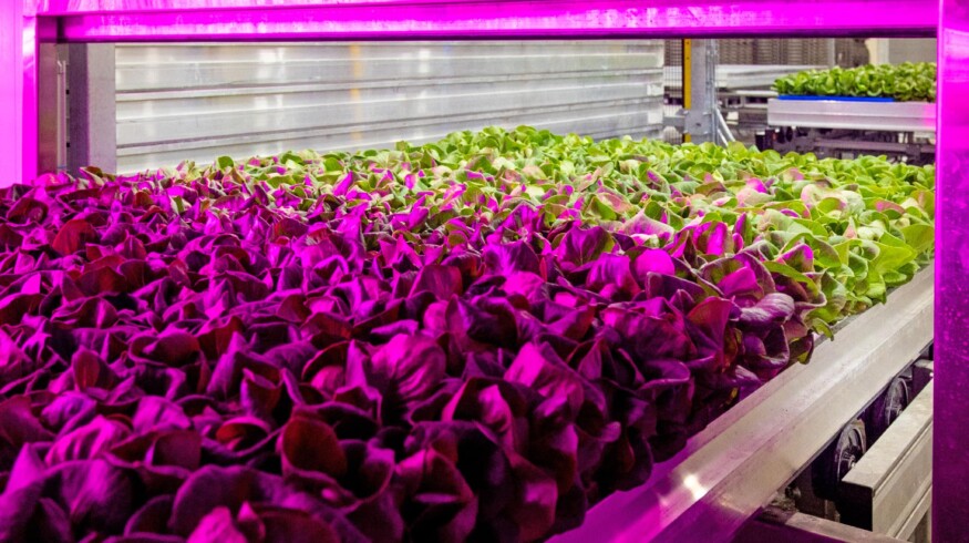 80 Acres Farms raised $115 million for growth and acquired Israeli biotech startup Plantae Biosciences