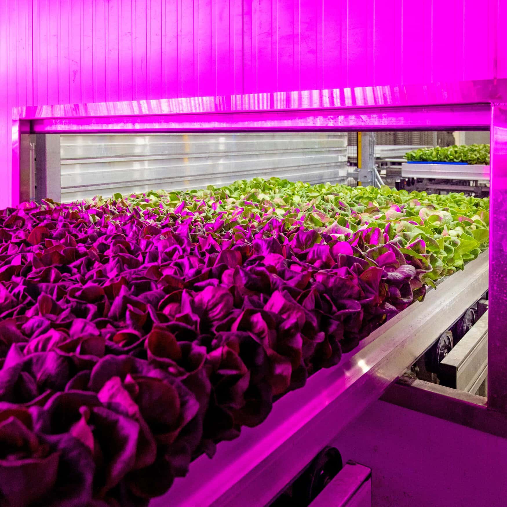 80 Acres Farms raised $115 million for growth and acquired Israeli biotech startup Plantae Biosciences