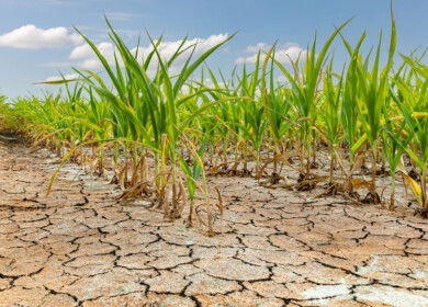 Farmers in Argentina battle drought and a shrinking harvest