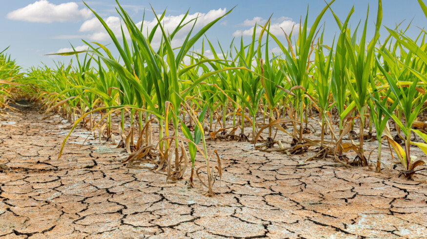 Farmers in Argentina battle drought and a shrinking harvest
