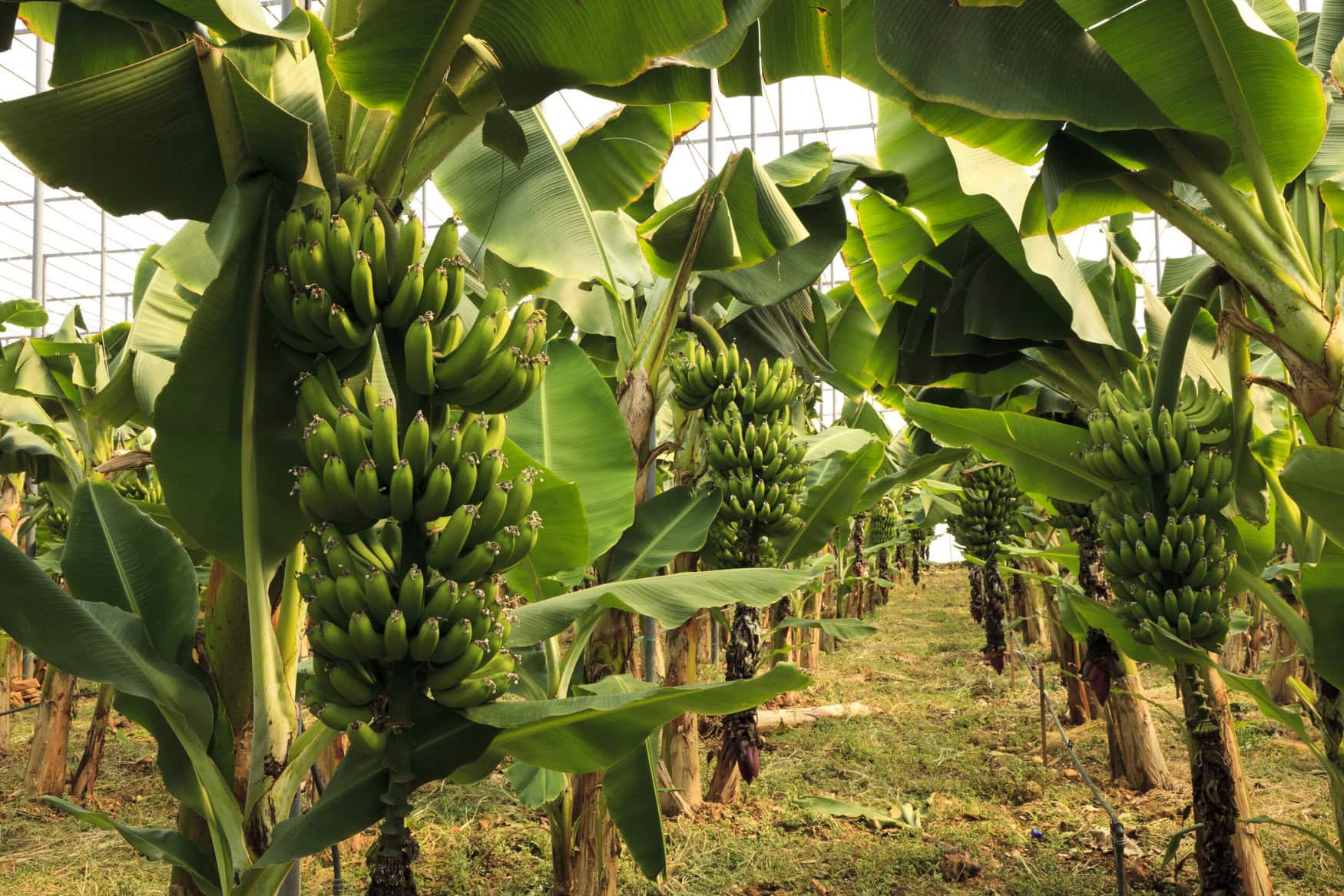 Russia could start growing bananas in greenhouse by 2026