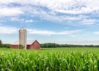 Stanford University study on a pathway to developing drought-resilient U.S. corn varieties