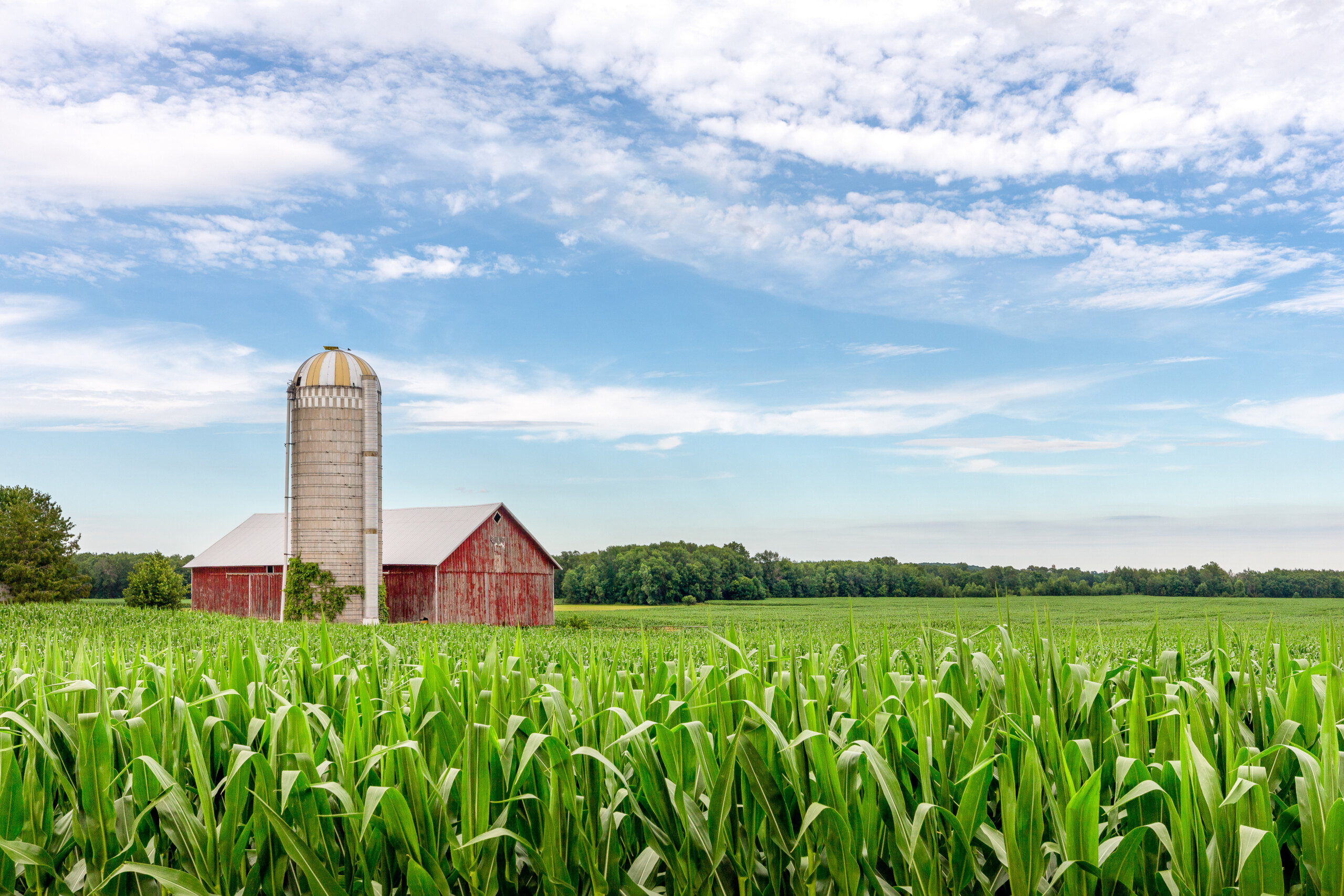 Stanford University study on a pathway to developing drought-resilient U.S. corn varieties