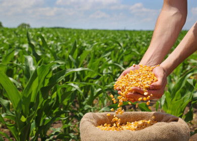 New study examines combination of slow-release nitrogen fertilizers with urea on maize growth