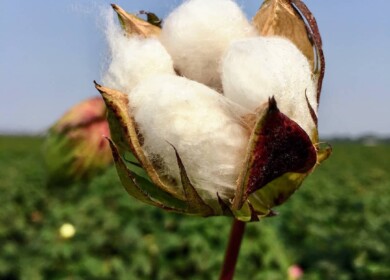 U.S. cotton acreage to drop as farmers shift to other crops