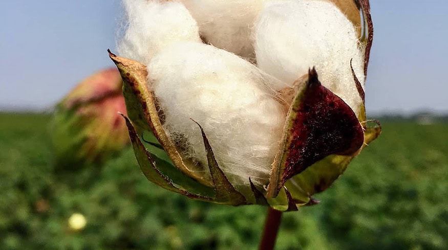 U.S. cotton acreage to drop as farmers shift to other crops