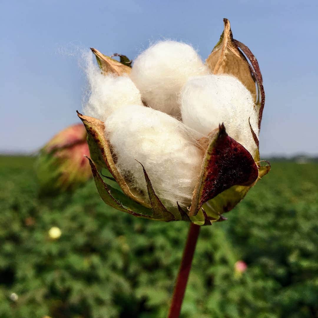 U.S. cotton acreage to drop as farmers shift to other crops