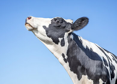 EU wants to replace Russian fertilizers with ReNure — locally sourced animal waste alternative