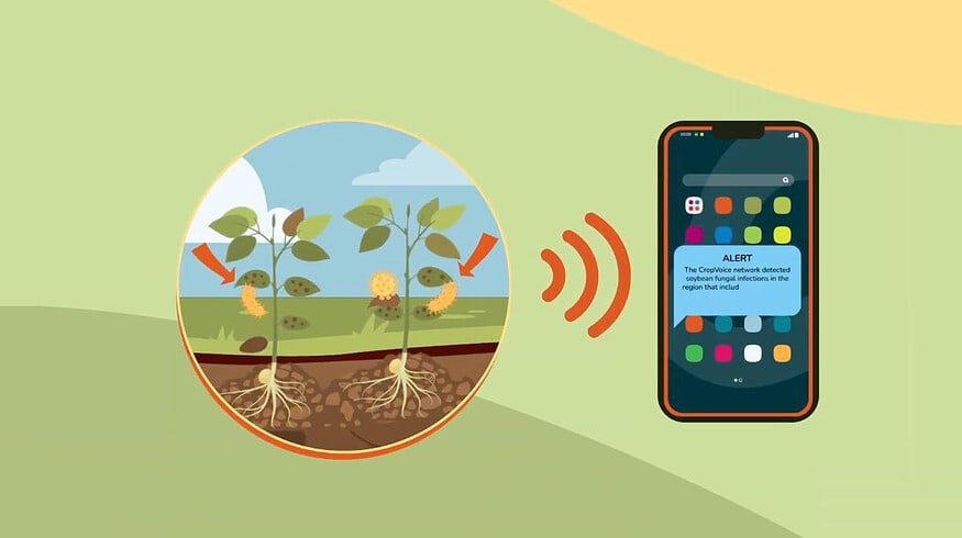 CPI partners with InnerPlant to improve fungal detection in crops