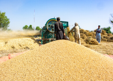 Pakistan’s agriculture sector achieved remarkable growth in 2024, requires support going forward