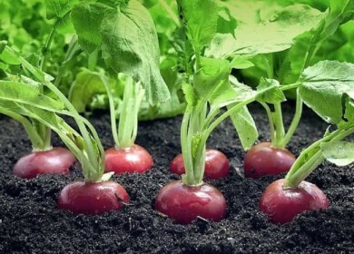 Growing radish in your garden: everything you need to know