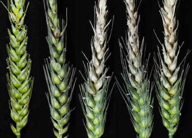 Understanding Fusarium graminearum’s spread through wheat
