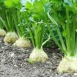 Growing celery root in your garden: planting, fertilizing and caring instructions