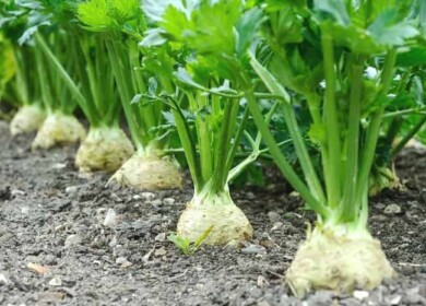 Growing celery root in your garden: planting, fertilizing and caring instructions