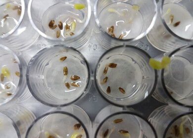 Brazilian scientists discover Antarctic fungus with biopesticide potential