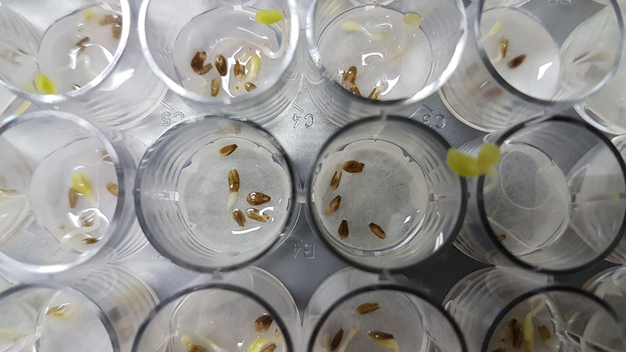 Brazilian scientists discover Antarctic fungus with biopesticide potential