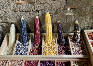 Mexico’s constitutional ban on GM corn raises trade concerns