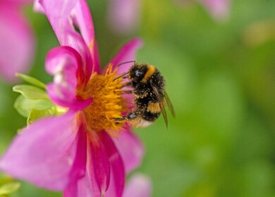 UK government targets 10% reduction in pesticide use by 2030