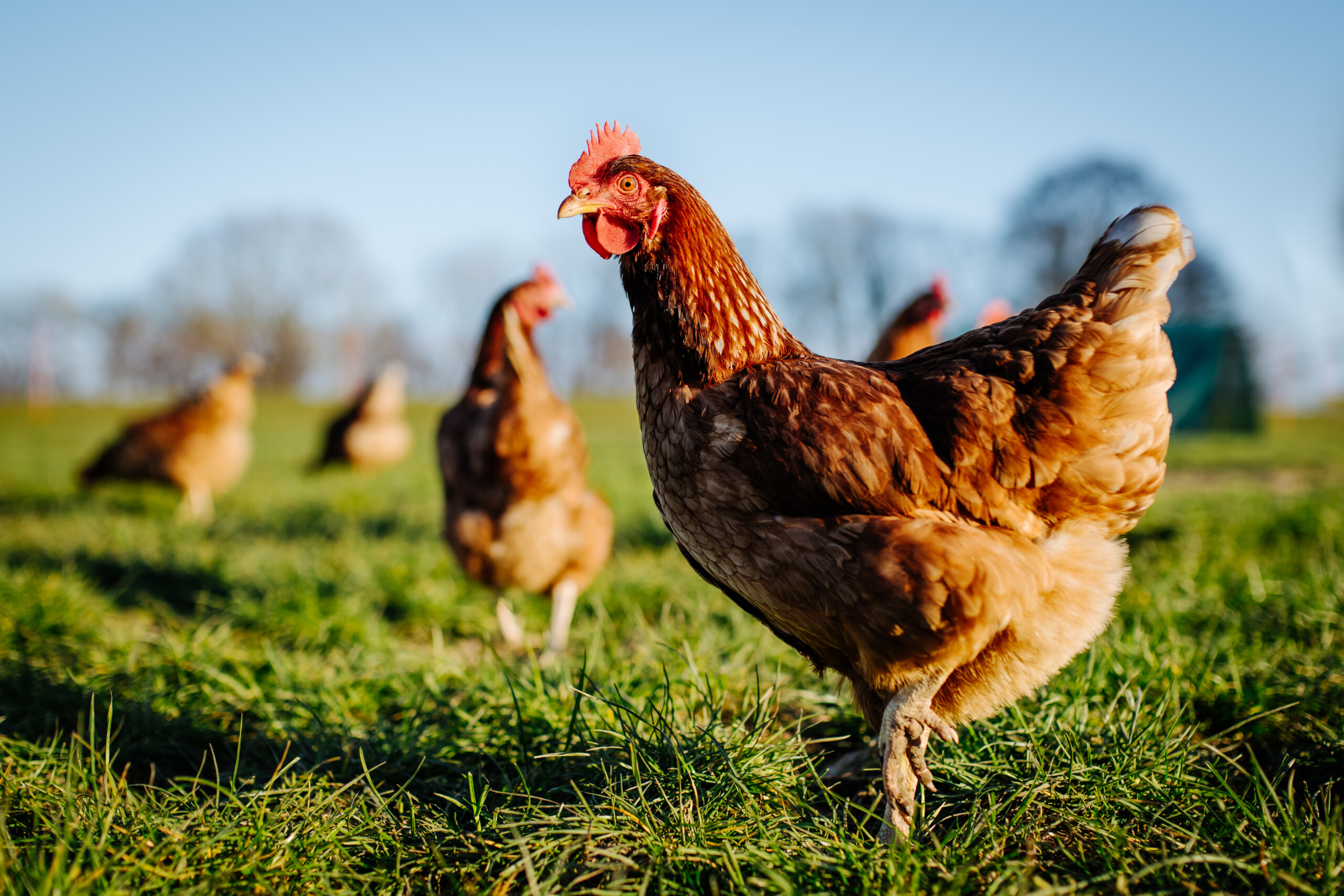 Chicken manure in UK is classified as industrial waste requiring poultry farms to comply with strict disposal regulations